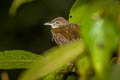 Grey-eyed Bulbul Iole viridescens propinqua (Cinnamon-vented Bulbul)