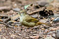 Grey-eyed Bulbul Iole viridescens propinqua (Cinnamon-vented Bulbul)