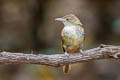 Grey-eyed Bulbul Iole viridescens propinqua (Cinnamon-vented Bulbul)