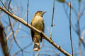 Grey-eyed Bulbul Iole viridescens propinqua (Cinnamon-vented Bulbul)