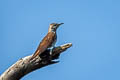 Banded Bay Cuckoo Cacomantis sonneratii sonneratii