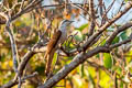 Banded Bay Cuckoo Cacomantis sonneratii sonneratii