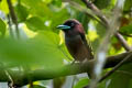 Banded Broadbill Eurylaimus javanicus pallidus