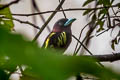 Banded Broadbill Eurylaimus javanicus pallidus