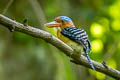 Banded Kingfisher Lacedo pulchella amabilis