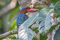 Banded Kingfisher Lacedo pulchella amabilis