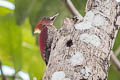 Banded Woodpecker Chrysophlegma miniaceum malaccense