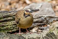 Bar-backed Partridge Arborophila brunneopectus brunneopectus