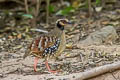 Bar-backed Partridge Arborophila brunneopectus brunneopectus