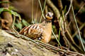 Bar-backed Partridge Arborophila brunneopectus brunneopectus