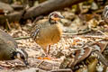 Bar-backed Partridge Arborophila brunneopectus brunneopectus