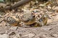 Bar-backed Partridge Arborophila brunneopectus brunneopectus