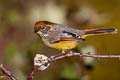 Bar-throated Minla Actinodura strigula castanicauda (Chestnut-tailed Minla)