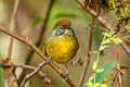 Bar-throated Minla Actinodura strigula castanicauda (Chestnut-tailed Minla)
