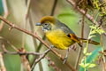 Bar-throated Minla Actinodura strigula castanicauda (Chestnut-tailed Minla)