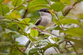 Bar-winged Flycatcher-shrike Hemipus picatus capitalis