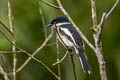 Bar-winged Flycatcher-shrike Hemipus picatus picatus