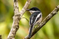 Bar-winged Flycatcher-shrike Hemipus picatus picatus