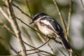 Bar-winged Flycatcher-shrike Hemipus picatus picatus