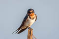 Barn Swallow Hirundo rustica ssp.