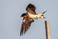 Barn Swallow Hirundo rustica ssp.