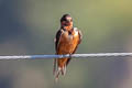 Barn Swallow Hirundo rustica ssp.