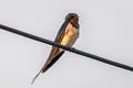 Barn Swallow Hirundo rustica ssp.