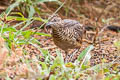 Barred Buttonquail Turnix suscitator thai