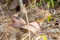 Barred Buttonquail Turnix suscitator atrogularis