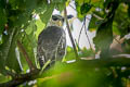 Barred Eagle-Owl Ketupa  sumatrana sumatrana