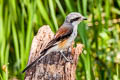 Bay-backed Shrike Lanius vittatus vittatus 