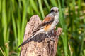 Bay-backed Shrike Lanius vittatus vittatus 