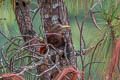 Bay Woodpecker Blythipicus pyrrhotis pyrrhotis