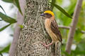 Baya Weaver Ploceus philippinus angelorum