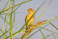 Baya Weaver Ploceus philippinus angelorum