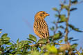 Baya Weaver Ploceus philippinus angelorum