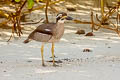 Beach Stone-curlew Esacus magnirostris (Beach Thick-knee)