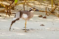 Beach Stone-curlew Esacus magnirostris (Beach Thick-knee)