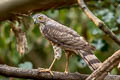 Besra Accipiter vigatus affinis