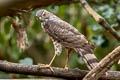 Besra Accipiter vigatus affinis