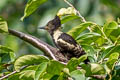 Black-and-buff Woodpecker Meiglyptes jugularis