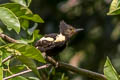 Black-and-buff Woodpecker Meiglyptes jugularis
