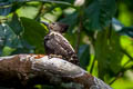 Black-and-buff Woodpecker Meiglyptes jugularis