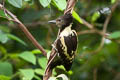 Black-and-buff Woodpecker Meiglyptes jugularis