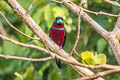 Black-and-red Broadbill Cymbirhynchus macrorhynchos siamensis