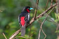 Black-and-red Broadbill Cymbirhynchus macrorhynchos siamensis