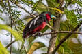 Black-and-red Broadbill Cymbirhynchus macrorhynchos siamensis