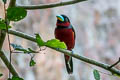 Black-and-red Broadbill Cymbirhynchus macrorhynchos siamensis