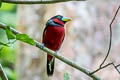 Black-and-red Broadbill Cymbirhynchus macrorhynchos siamensis