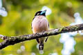 Black-and-yellow Broadbill Eurylaimus ochromalus